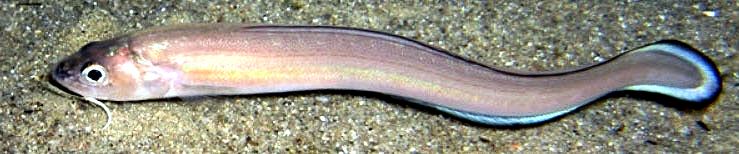 Ophidion barbatum_05.jpg